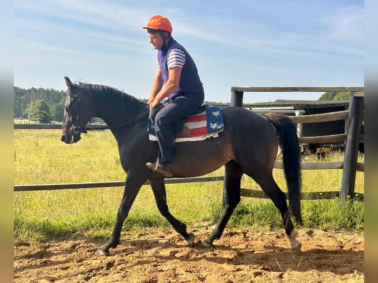 Pura sangre inglés Caballo castrado 8 años 166 cm Castaño oscuro in Noviny pod Ralskem