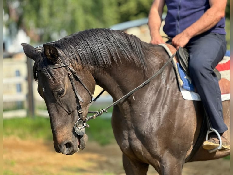 Pura sangre inglés Caballo castrado 8 años 166 cm Castaño oscuro in Noviny pod Ralskem