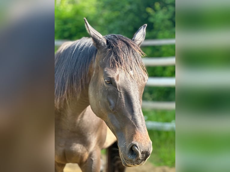 Pura sangre inglés Caballo castrado 8 años 166 cm Castaño oscuro in Noviny pod Ralskem