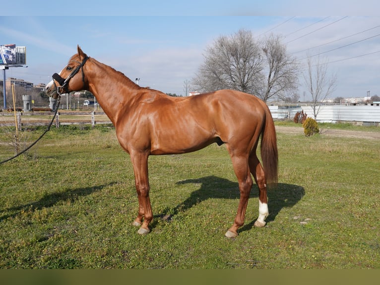 Pura sangre inglés Caballo castrado 8 años 167 cm Alazán in Alcorcon