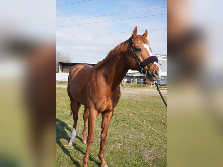 Pura sangre inglés Caballo castrado 8 años 167 cm Alazán in Alcorcon