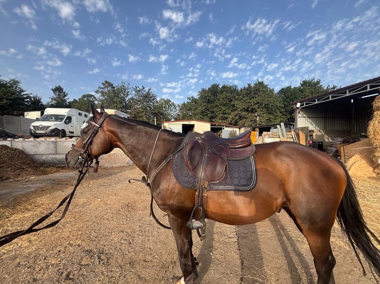 Pura sangre inglés Caballo castrado 8 años 167 cm Castaño oscuro in Vigo