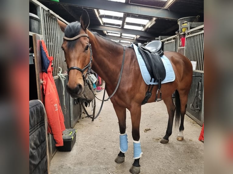 Pura sangre inglés Caballo castrado 8 años 168 cm Castaño in Zwartewaal