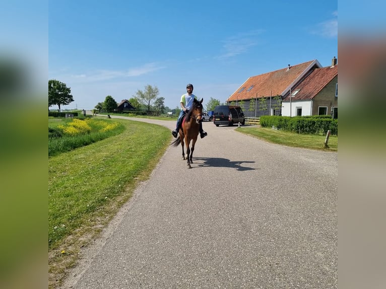 Pura sangre inglés Caballo castrado 8 años 168 cm Castaño in Zwartewaal