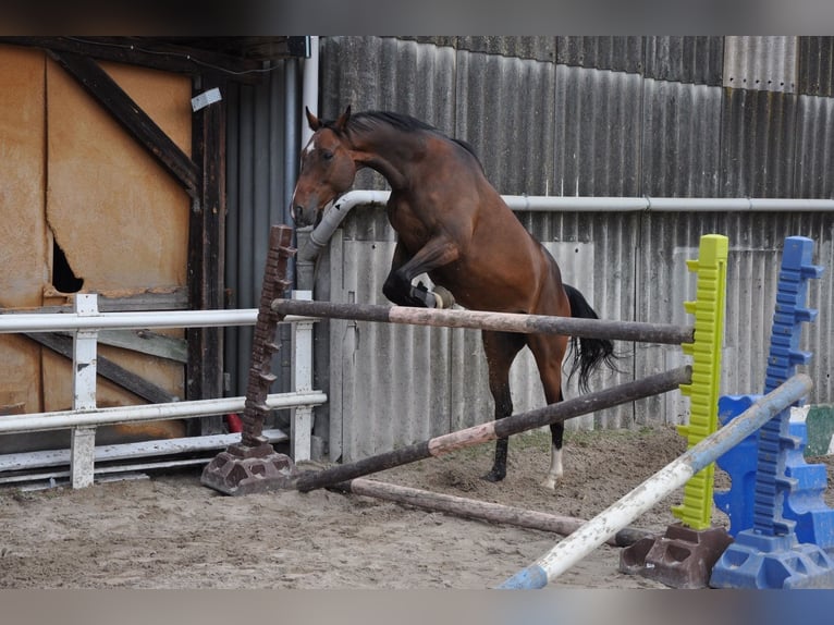 Pura sangre inglés Caballo castrado 8 años 168 cm Castaño oscuro in Grevenbroich