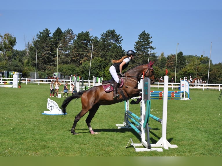 Pura sangre inglés Caballo castrado 8 años 168 cm Castaño oscuro in Grevenbroich