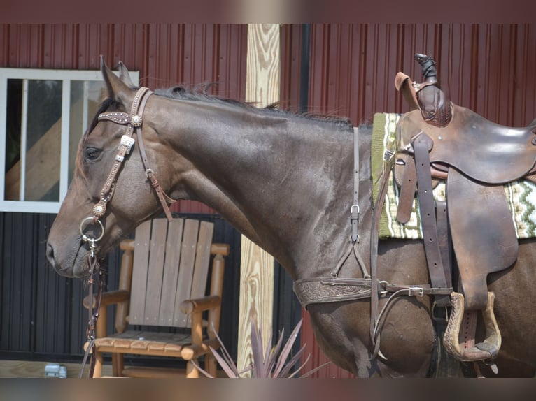 Pura sangre inglés Caballo castrado 8 años 168 cm Castaño rojizo in Mantua