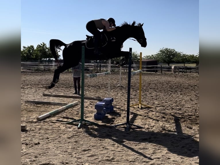 Pura sangre inglés Caballo castrado 8 años 170 cm Negro in Terrassa