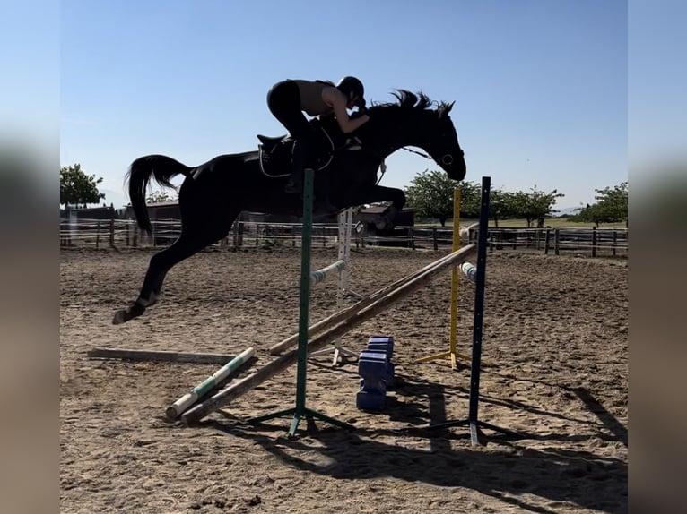 Pura sangre inglés Caballo castrado 8 años 170 cm Negro in Terrassa