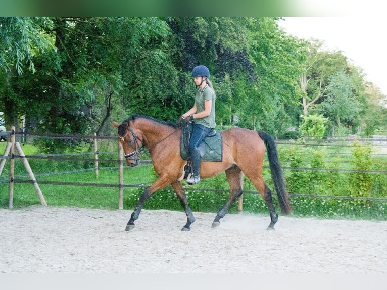 Pura sangre inglés Caballo castrado 8 años 175 cm Castaño in Nieuw-Roden