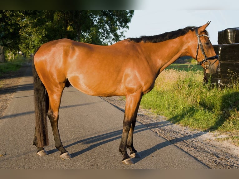 Pura sangre inglés Caballo castrado 8 años 175 cm Castaño in Nieuw-Roden