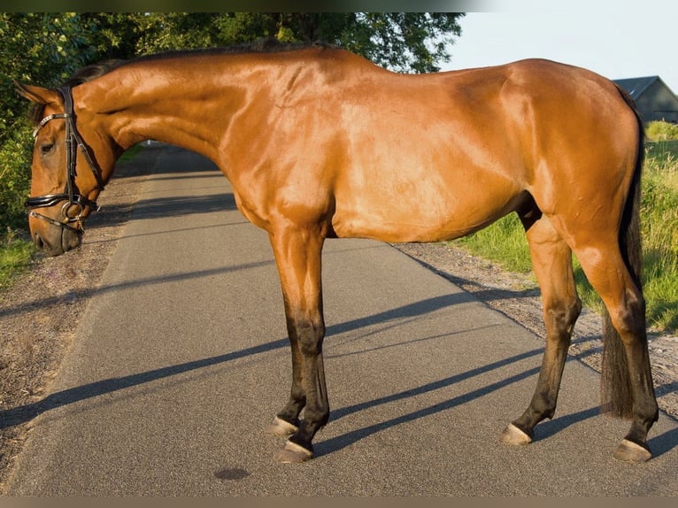 Pura sangre inglés Caballo castrado 8 años 175 cm Castaño in Nieuw-Roden