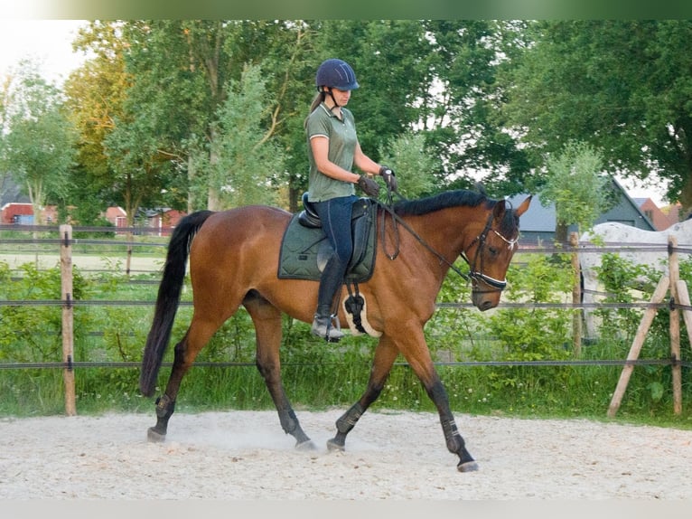 Pura sangre inglés Caballo castrado 8 años 175 cm Castaño in Nieuw-Roden