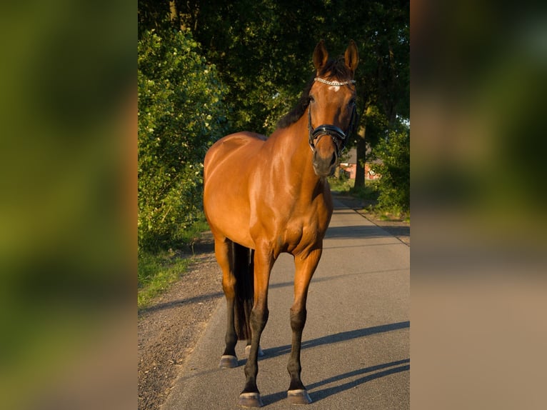Pura sangre inglés Caballo castrado 8 años 175 cm Castaño in Nieuw-Roden