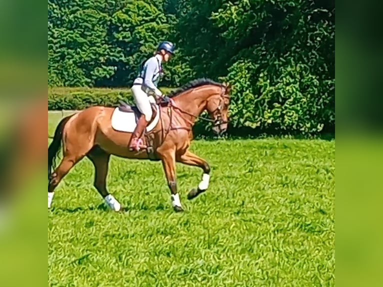 Pura sangre inglés Caballo castrado 8 años 178 cm Castaño in Bromyard