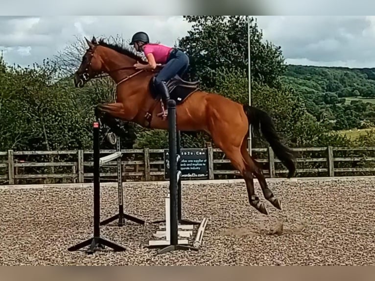 Pura sangre inglés Caballo castrado 8 años 178 cm Castaño in Bromyard