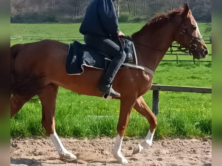 Pura sangre inglés Caballo castrado 8 años Alazán in Langelsheim