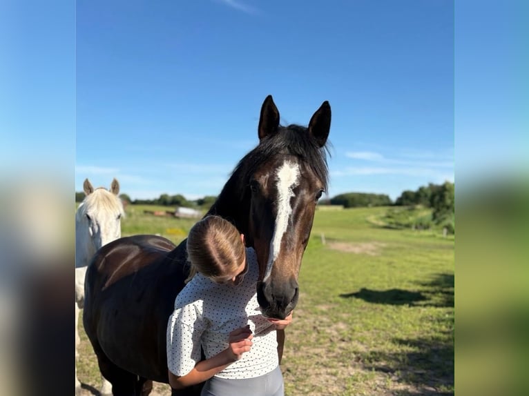 Pura sangre inglés Caballo castrado 9 años 157 cm Castaño oscuro in Glücksburg