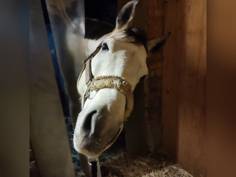Pura sangre inglés Caballo castrado 9 años 157 cm Musgo in Gänserndorf