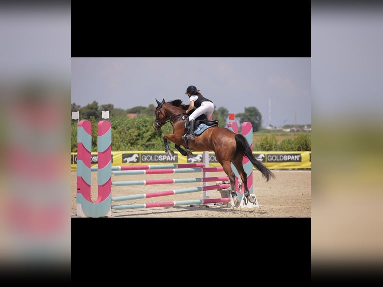 Pura sangre inglés Caballo castrado 9 años 159 cm Castaño in Cecina Marina