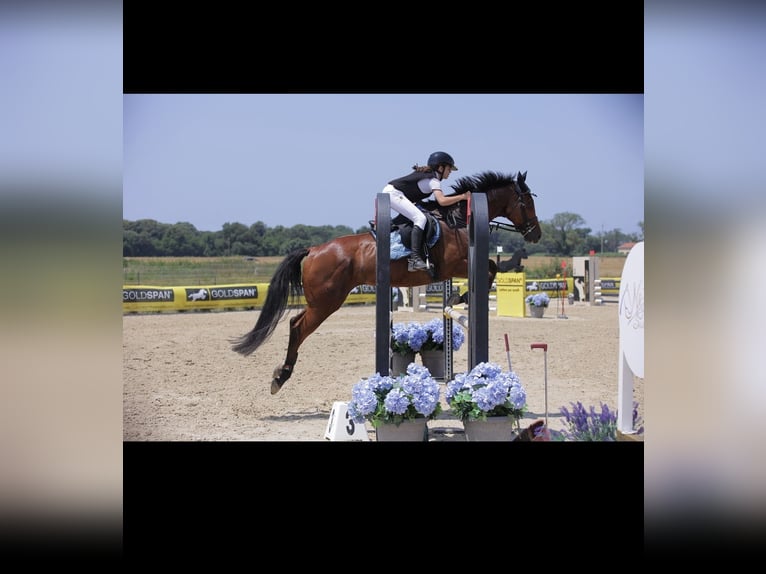 Pura sangre inglés Caballo castrado 9 años 159 cm Castaño in Cecina Marina