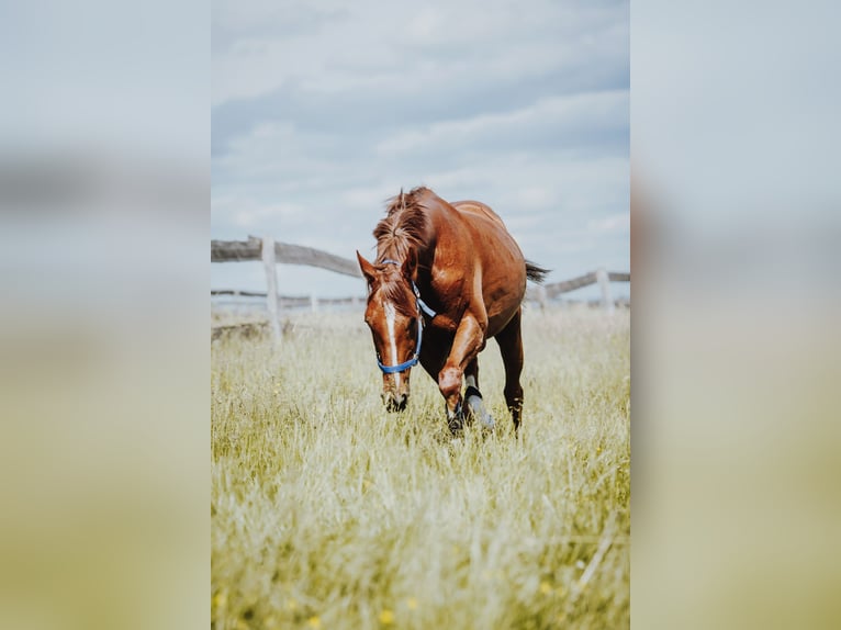 Pura sangre inglés Caballo castrado 9 años 161 cm Alazán in Tiefenthal