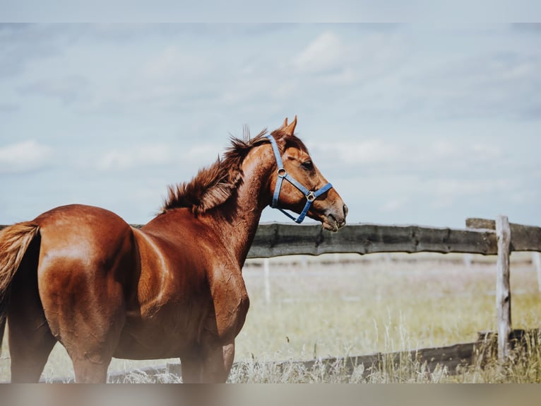 Pura sangre inglés Caballo castrado 9 años 161 cm Alazán in Tiefenthal