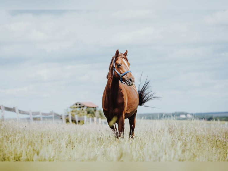 Pura sangre inglés Caballo castrado 9 años 161 cm Alazán in Tiefenthal