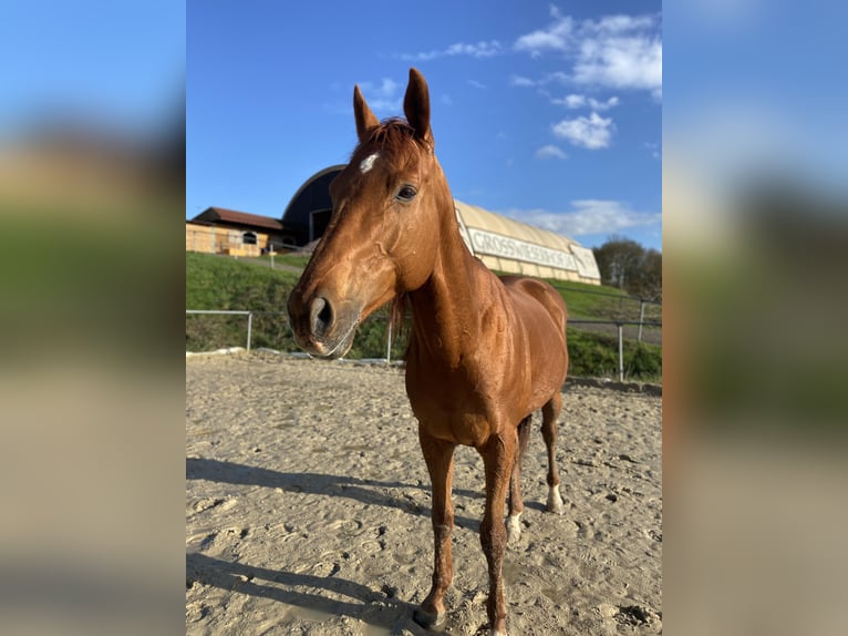 Pura sangre inglés Caballo castrado 9 años 162 cm Alazán in Saarbrücken