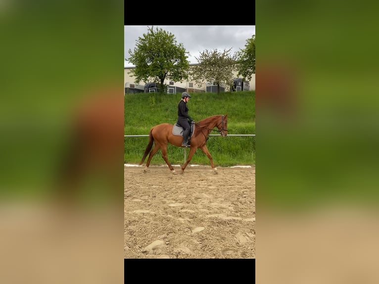 Pura sangre inglés Caballo castrado 9 años 162 cm Alazán in Saarbrücken