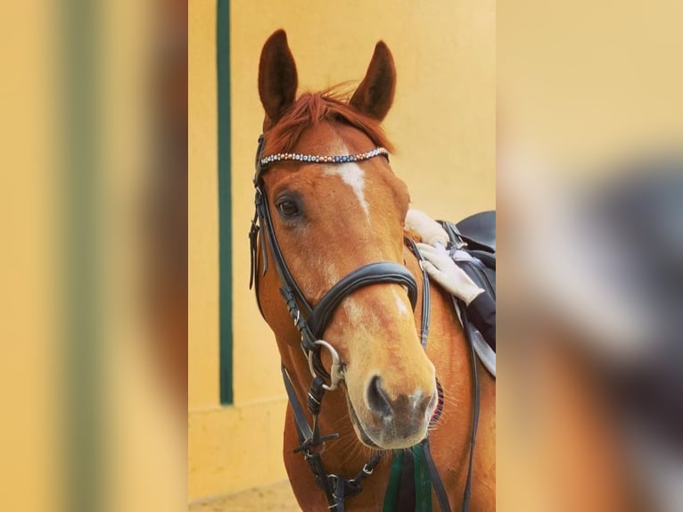 Pura sangre inglés Caballo castrado 9 años 163 cm Alazán in Dresden Gompitz