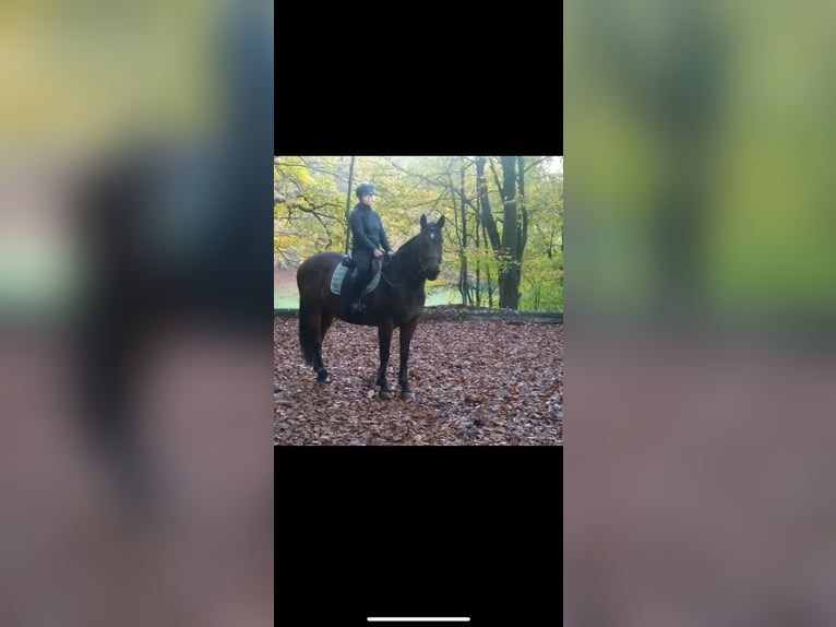 Pura sangre inglés Caballo castrado 9 años 163 cm Castaño in Saarlouis