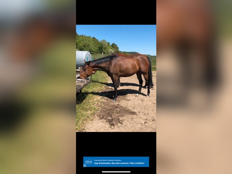 Pura sangre inglés Caballo castrado 9 años 163 cm Castaño in Saarlouis