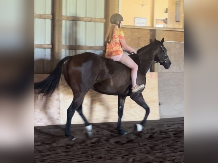 Pura sangre inglés Caballo castrado 9 años 163 cm Castaño in Highland