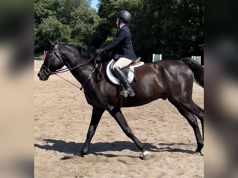 Pura sangre inglés Caballo castrado 9 años 163 cm Castaño in Highland