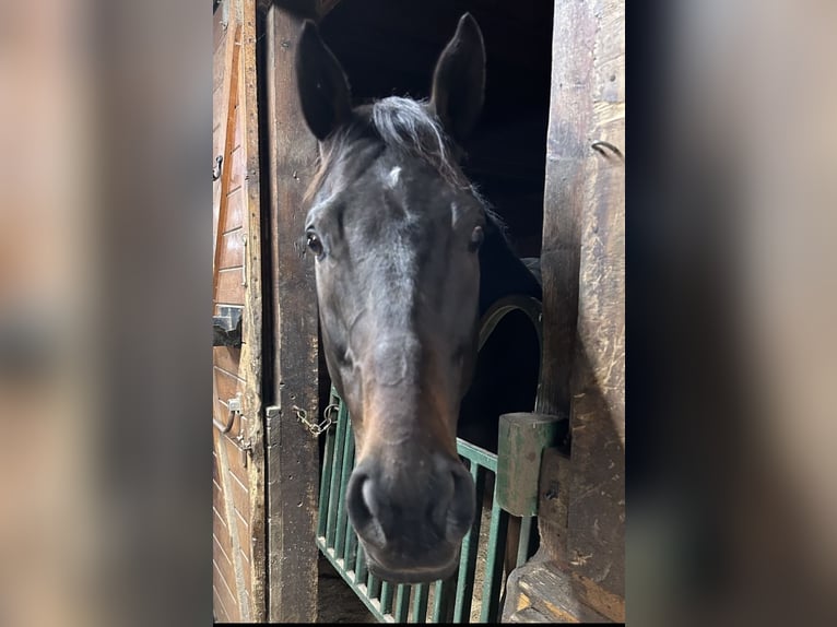 Pura sangre inglés Caballo castrado 9 años 163 cm Castaño in Highland