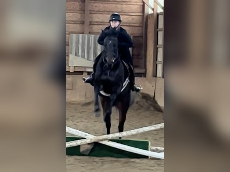 Pura sangre inglés Caballo castrado 9 años 163 cm Castaño in Highland