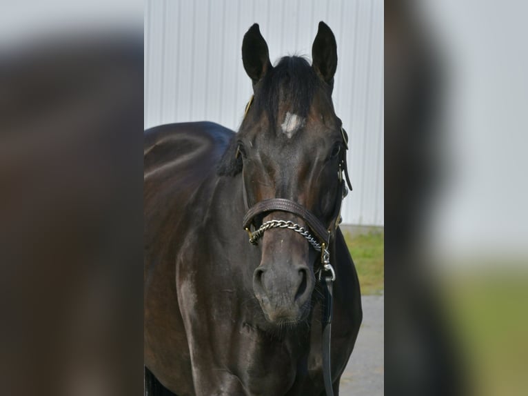 Pura sangre inglés Caballo castrado 9 años 163 cm Castaño oscuro in Lisbon, OH