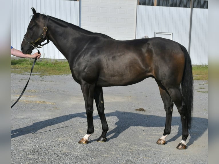 Pura sangre inglés Caballo castrado 9 años 163 cm Castaño oscuro in Lisbon, OH