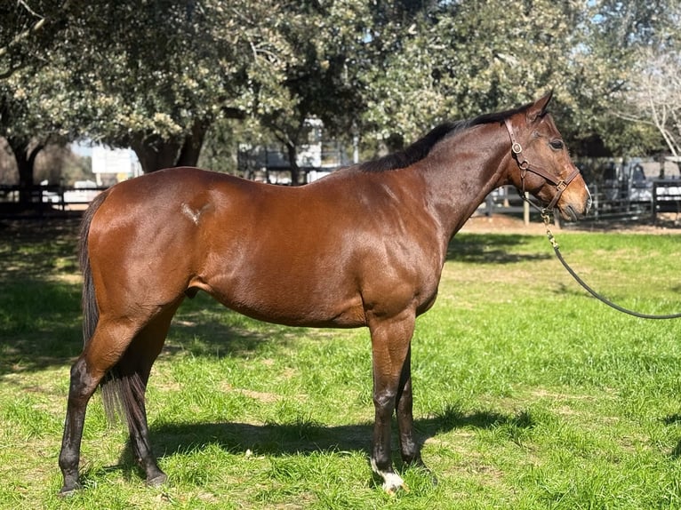Pura sangre inglés Caballo castrado 9 años 163 cm Castaño rojizo in Fresno, TX