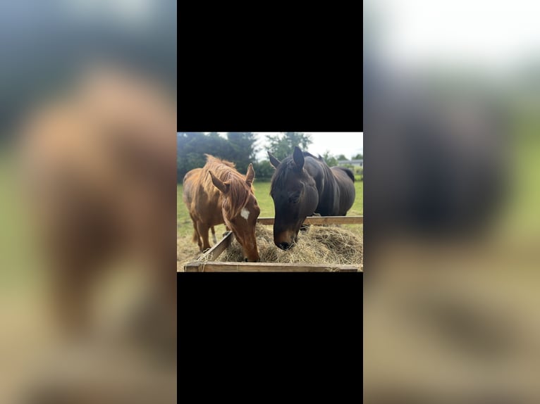 Pura sangre inglés Caballo castrado 9 años 163 cm Morcillo in Marlow