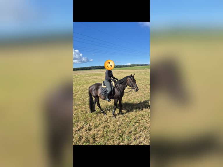 Pura sangre inglés Caballo castrado 9 años 163 cm Morcillo in Marlow