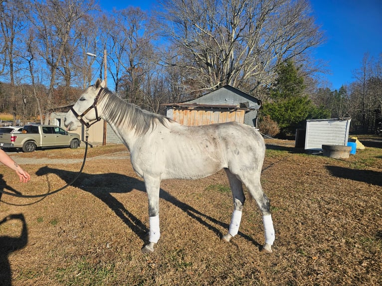 Pura sangre inglés Caballo castrado 9 años 163 cm Tordo in High point, NC