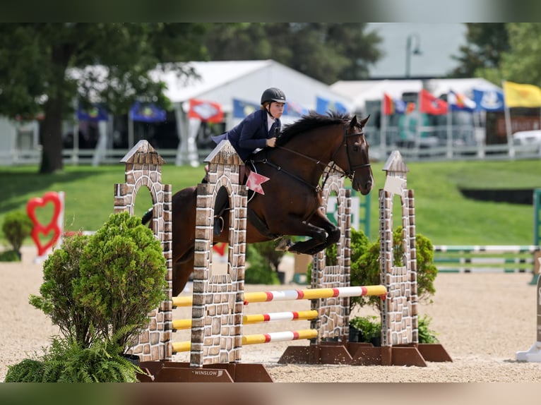 Pura sangre inglés Caballo castrado 9 años 164 cm Castaño in Lexington