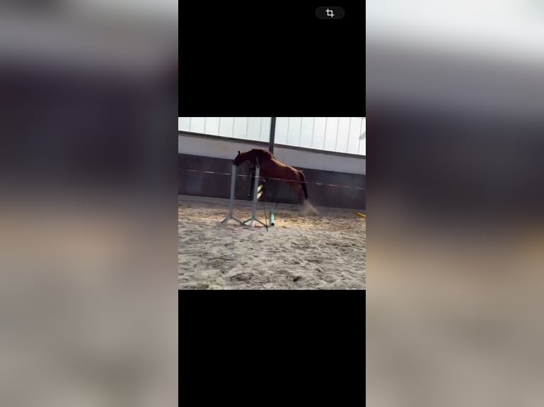 Pura sangre inglés Caballo castrado 9 años 165 cm Alazán in Webau