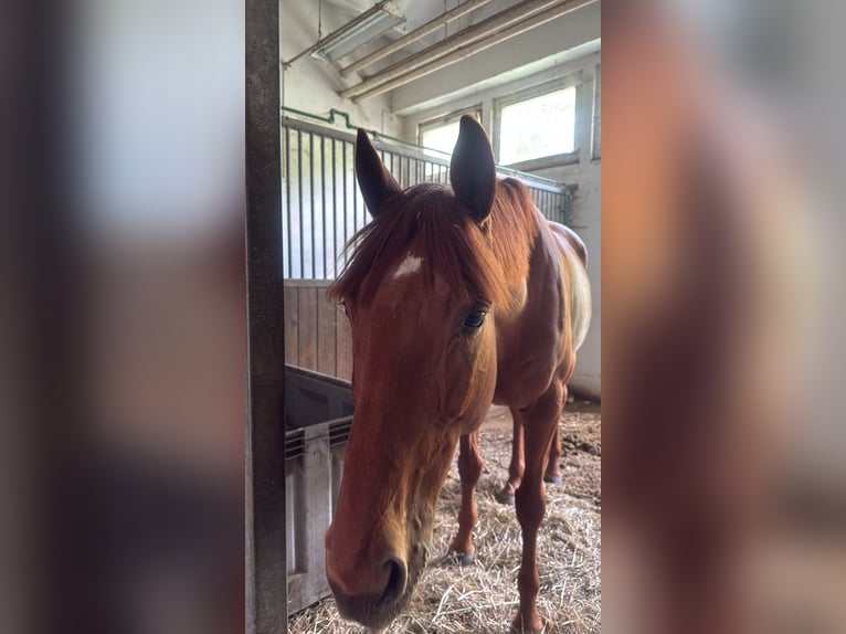 Pura sangre inglés Caballo castrado 9 años 165 cm Alazán in Webau