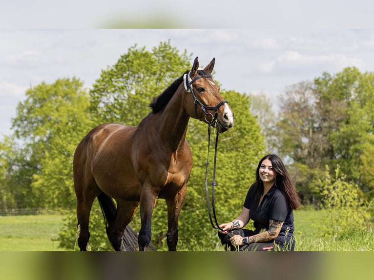 Pura sangre inglés Caballo castrado 9 años 165 cm Castaño in Penzberg