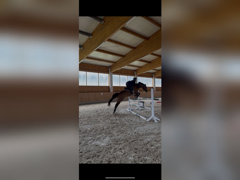 Pura sangre inglés Caballo castrado 9 años 166 cm Castaño in Bayreuth