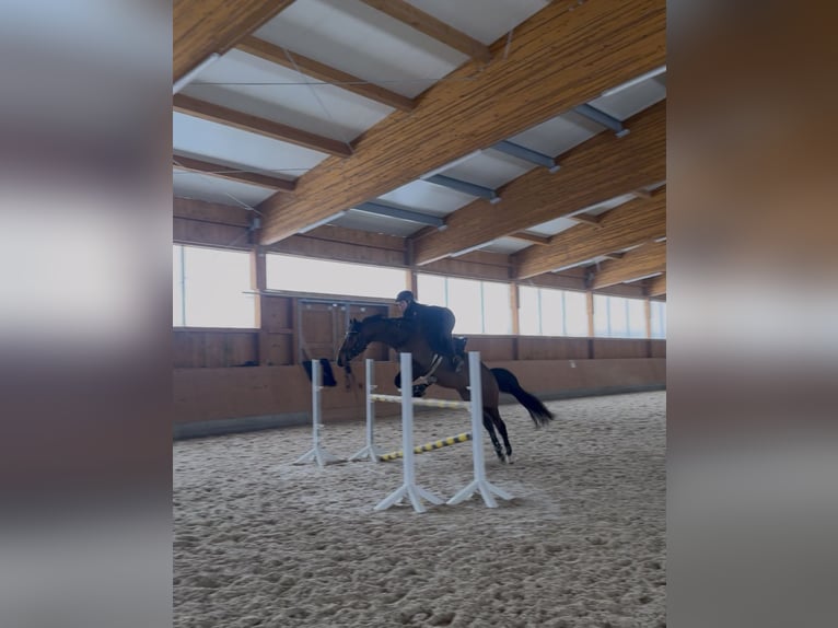 Pura sangre inglés Caballo castrado 9 años 166 cm Castaño in Bayreuth