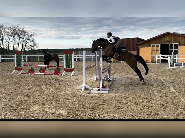 Pura sangre inglés Caballo castrado 9 años 166 cm Castaño in Bayreuth